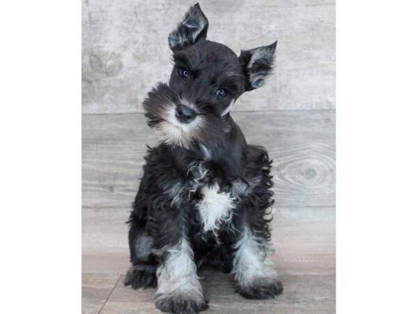 Miniature Schnauzer-DOG-Male-Black & Silver-2172-Petland Katy - Houston, Texas