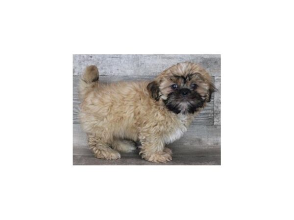 Shih Tzu-DOG-Male-Golden-2174-Petland Katy - Houston, Texas