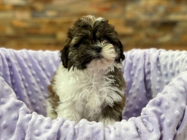 Teddy Bear-DOG-Female-Gold & White-2193-Petland Katy - Houston, Texas