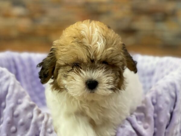 Teddy Bear-DOG-Female-Gold & White-2192-Petland Katy - Houston, Texas