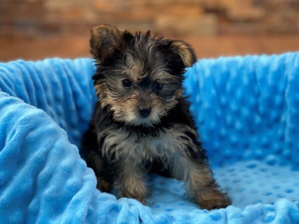 Yorkshire Terrier-DOG-Male-Black & Tan-2199-Petland Katy - Houston, Texas