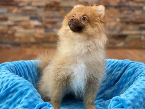 Pomeranian-DOG-Male-Red Sable-2140-Petland Katy - Houston, Texas