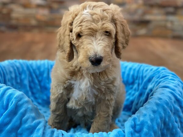 F1B Goldendoodle-DOG-Male-Cafe Au Lait-2201-Petland Katy - Houston, Texas