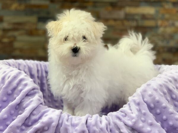 Maltese-DOG-Female-White-2113-Petland Katy - Houston, Texas