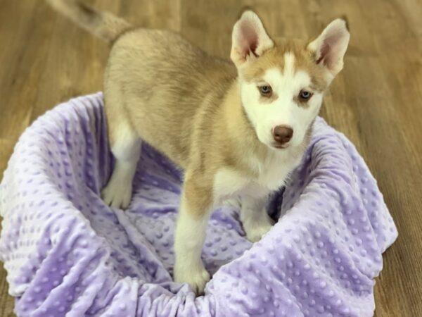 Siberian Husky-DOG-Female-Red & White-2200-Petland Katy - Houston, Texas
