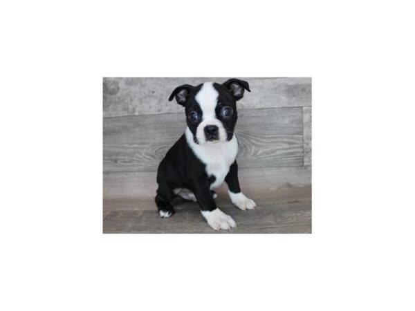 Boston Terrier-DOG-Male-Sable & White-2207-Petland Katy - Houston, Texas