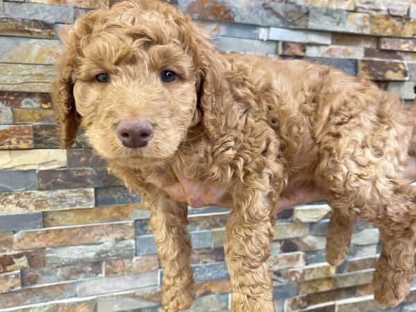 F1B Goldendoodle-DOG-Male-Golden-2244-Petland Katy - Houston, Texas