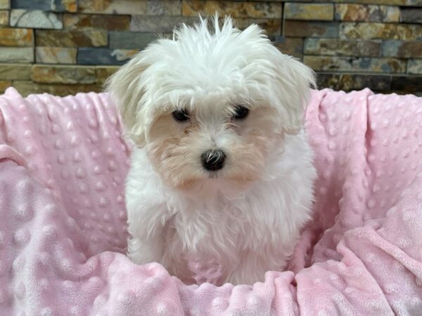 Maltese-DOG-Female-White-2249-Petland Katy - Houston, Texas