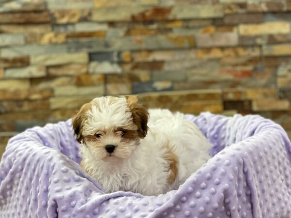 Teddy Bear-DOG-Female-Gold & White-2257-Petland Katy - Houston, Texas