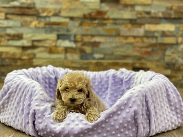 Shihpoo-DOG-Female-Golden-2261-Petland Katy - Houston, Texas