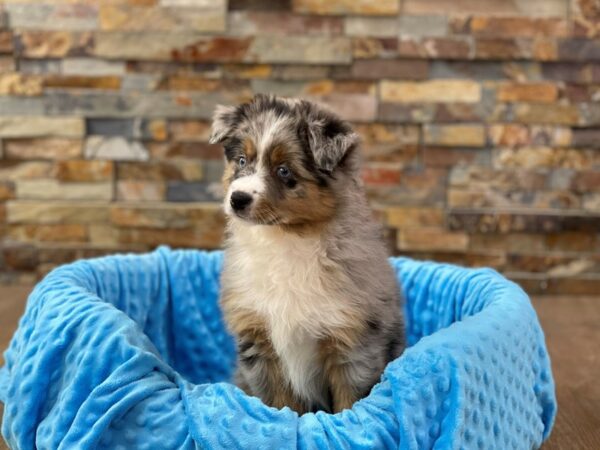 Miniature Australian Shepherd-DOG-Male-Blue Merle-2254-Petland Katy - Houston, Texas