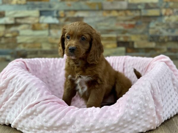 Mini Goldendoodle-DOG-Female-Red-2265-Petland Katy - Houston, Texas