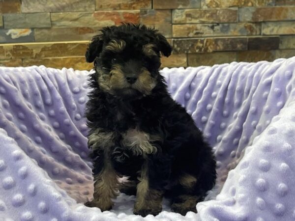 Toy Poodle-DOG-Female-Black & Tan-2275-Petland Katy - Houston, Texas