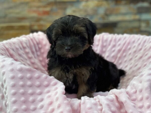 Yorkiepoo-DOG-Female-Black & Tan-2272-Petland Katy - Houston, Texas