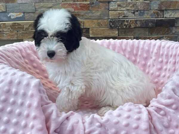 Havanese-DOG-Female-Black & White-2276-Petland Katy - Houston, Texas