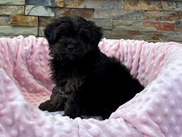 Yorkiepoo-DOG-Female-Black & Tan-2271-Petland Katy - Houston, Texas