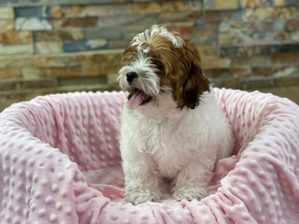 Shihpoo-DOG-Female-Gold & White-2235-Petland Katy - Houston, Texas