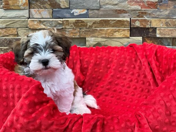 Shihpoo-DOG-Male-Gold & White-2234-Petland Katy - Houston, Texas