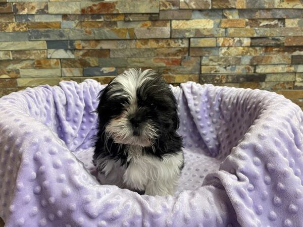 Shih Tzu-DOG-Female-Black & White-2283-Petland Katy - Houston, Texas