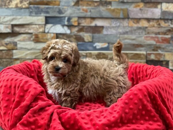 Shihpoo-DOG-Male-Light Red-2260-Petland Katy - Houston, Texas