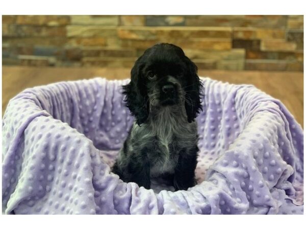 Cocker Spaniel-DOG-Female-Black & White Roan-2293-Petland Katy - Houston, Texas