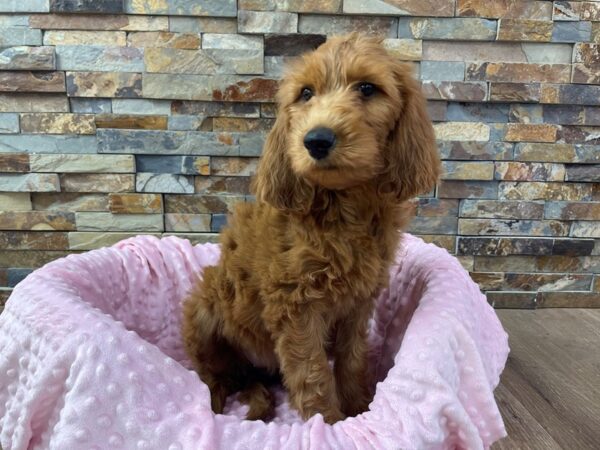 F1B Goldendoodle-DOG-Female-Red-2298-Petland Katy - Houston, Texas