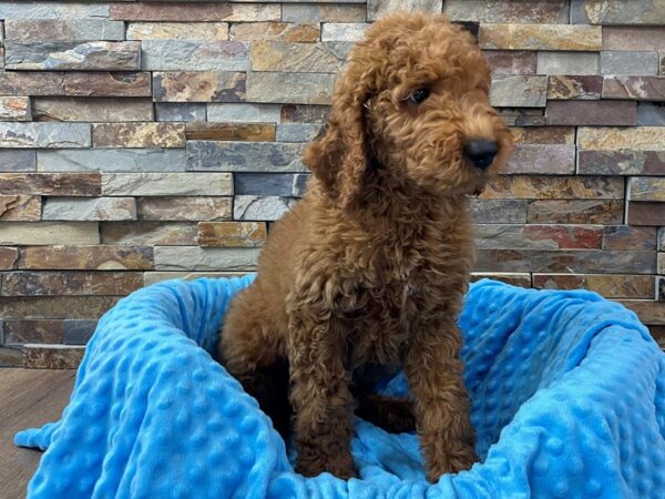 F1B Goldendoodle-DOG-Male-Red-2297-Petland Katy - Houston, Texas