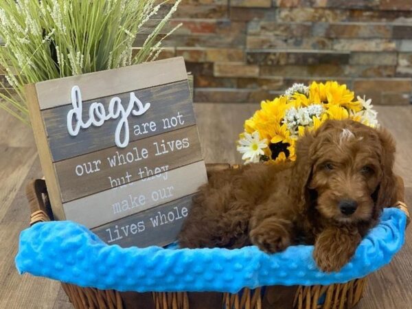 F1B Goldendoodle-DOG-Male-Red-2312-Petland Katy - Houston, Texas