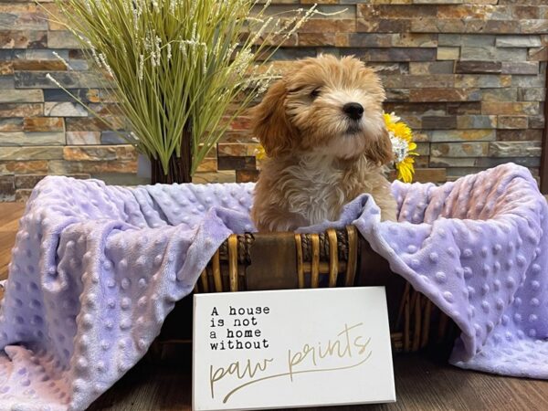 F1B Mini Goldendoodle-DOG-Female-Light Golden-2327-Petland Katy - Houston, Texas