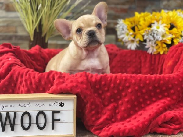 French Bulldog-DOG-Male-Cream-2335-Petland Katy - Houston, Texas