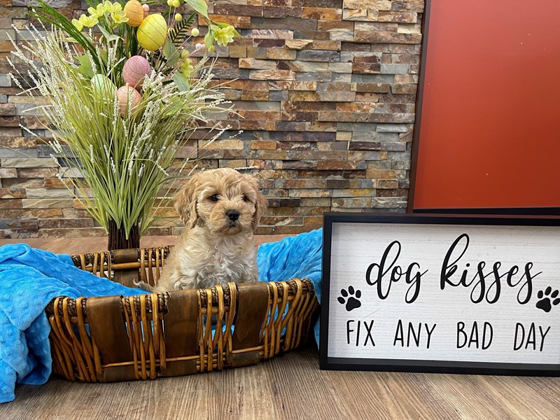 Cavachon Dog Male Apricot 2358