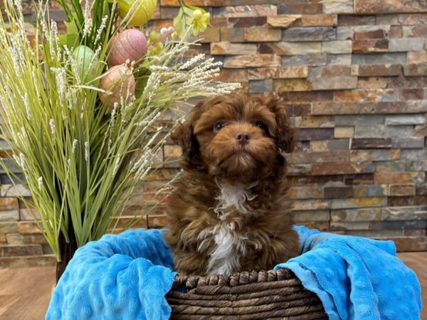 Shihpoo-DOG-Male-Red-2351-Petland Katy - Houston, Texas