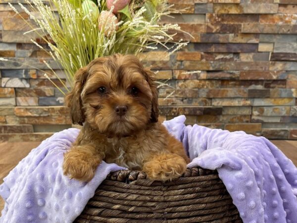 Shihpoo-DOG-Female-Red-2352-Petland Katy - Houston, Texas