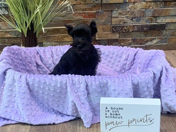 Miniature Schnauzer-DOG-Female-Black-2381-Petland Katy - Houston, Texas