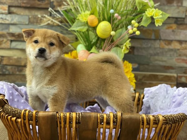 Shiba Inu-DOG-Female-Red-2377-Petland Katy - Houston, Texas