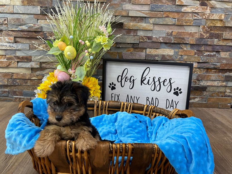 Yorkiepoo Dog Male Black & Tan 2370