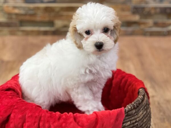 Miniature Poodle-DOG-Male-Apricot & White-2397-Petland Katy - Houston, Texas