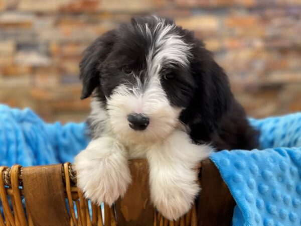 Bearded Collie-DOG-Male-Black & White-2395-Petland Katy - Houston, Texas