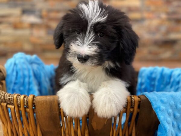 Bearded Collie-DOG-Male-Black & White-2396-Petland Katy - Houston, Texas