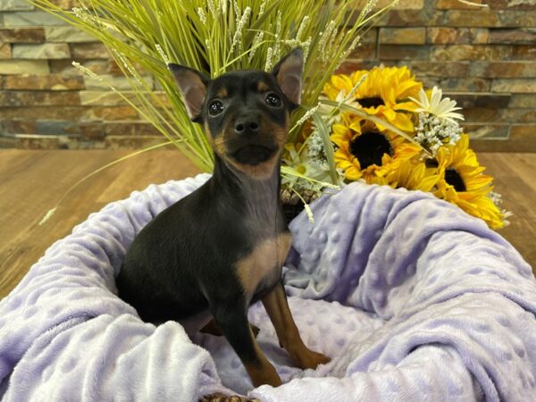 Miniature Pinscher-DOG-Female-Black & Rust-2412-Petland Katy - Houston, Texas