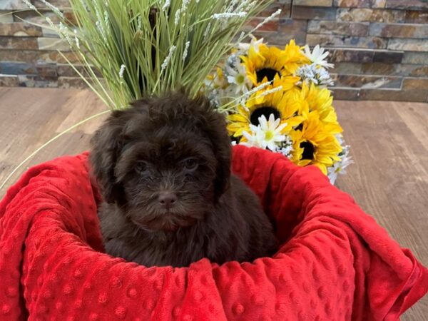 Shihpoo-DOG-Male-Chocolate-2419-Petland Katy - Houston, Texas