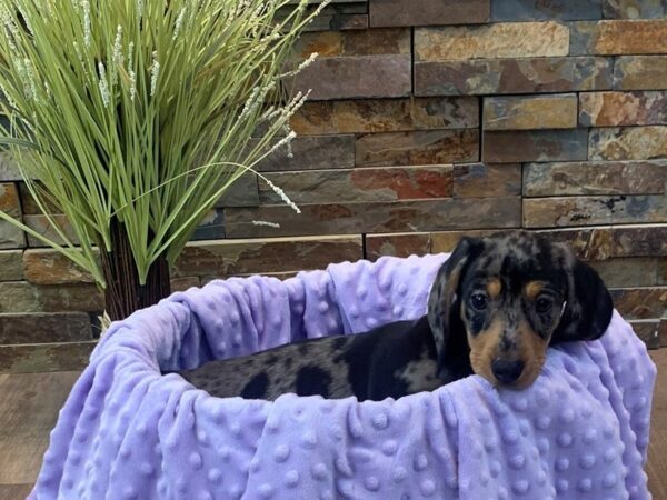 Dachshund-DOG-Female-Black & Tan Dapple-2384-Petland Katy - Houston, Texas