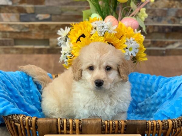 F1B Mini Goldendoodle-DOG-Male-Cream-2367-Petland Katy - Houston, Texas