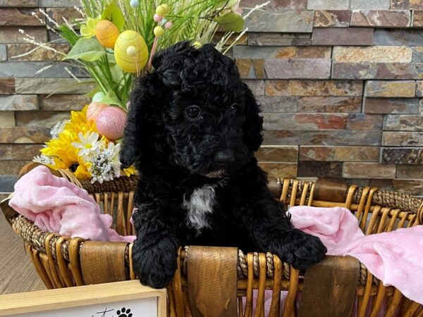 F1B Mini Goldendoodle-DOG-Female-Black-2369-Petland Katy - Houston, Texas