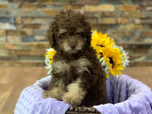 Miniature Poodle-DOG-Female--2424-Petland Katy - Houston, Texas