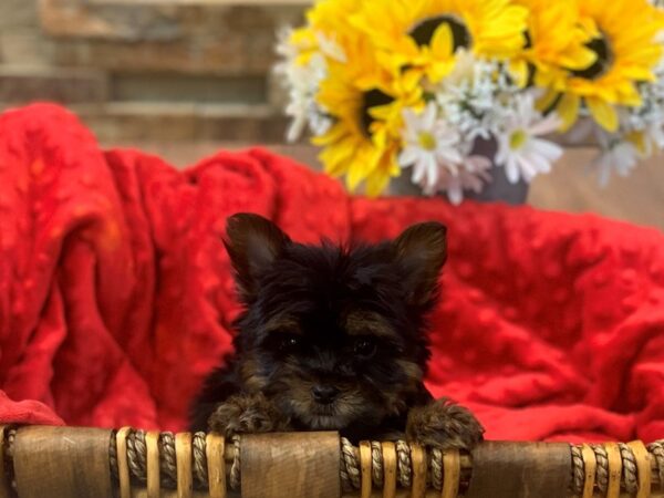 Yorkshire Terrier-DOG-Male-Black & Gold-2436-Petland Katy - Houston, Texas