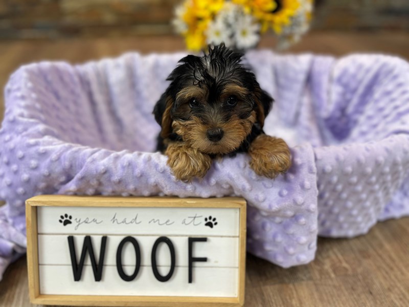 Yorkiepoo Dog Female Black & Tan 2430