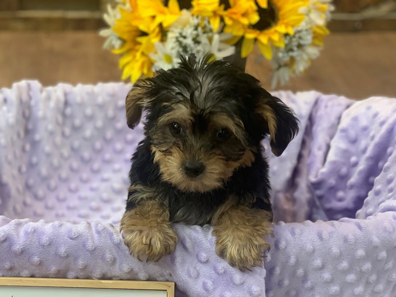 Yorkiepoo Dog Female Black & Tan 2431