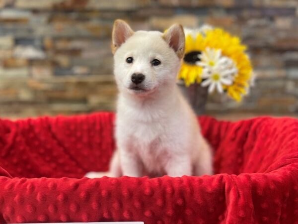 Shiba Inu-DOG-Male-Cream-2449-Petland Katy - Houston, Texas