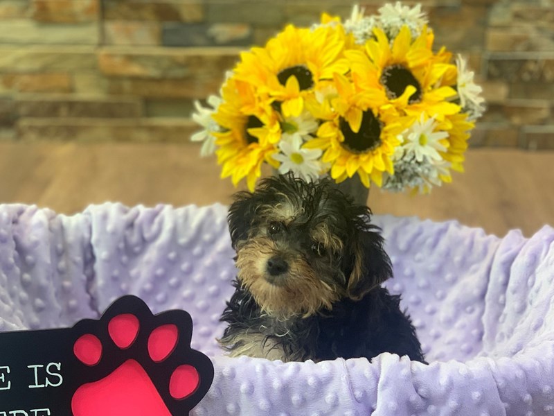 Yorkiepoo Dog Female Black & Tan 2460